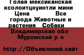 Голая мексиканская ксолоитцкуинтли мини › Цена ­ 20 000 - Все города Животные и растения » Собаки   . Владимирская обл.,Муромский р-н